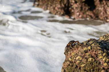 Hint Okyanusu'nda bir kayaya yengeç