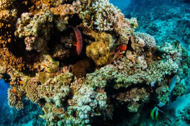 Mavi noktalı orfoz Red Sea'deki/daki güzel mercan bahçe üzerinde