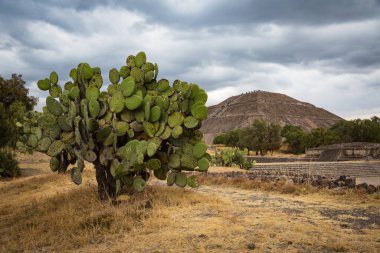 Teotihuacan büyük Meksika kaktüs