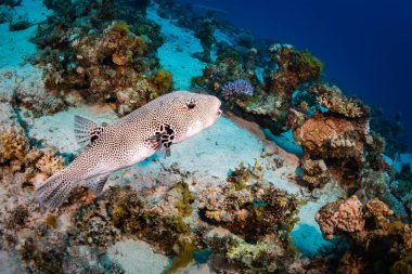 Spotfin Burrfish güzel mercan kayalığı Red Sea'deki/daki üzerinde