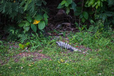 güneşli gün Meksika bahçede güzel Iguana