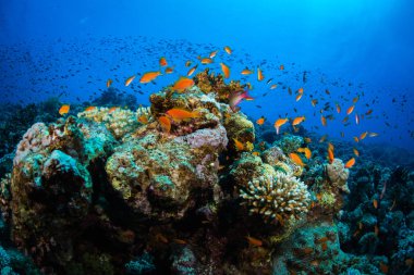 Tropikal balıklar Kızıldeniz, Sharm El Sheikh, Mısır'daki mercan kayalığı arka plan üzerinde