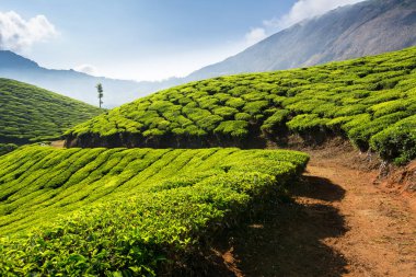 yeşil güzel çay plantasyon içinde Hindistan, il Kerala