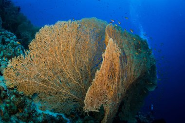 Kızıldeniz, Sharm El Sheikh, Mısır Dahab yakınındaki resif üzerinde gorgonian