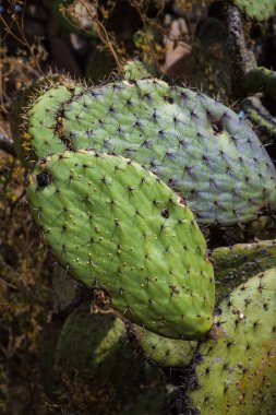 Teotihuacan büyük Meksika kaktüs