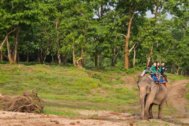 Chitwan, Nepal-Mart 27: Elephant safari 27, 2015 yılında Chitwan, Nepal. Chitwan Milli Parkı içinde fil binmek.