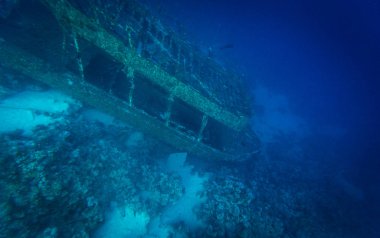 Sharm El-Sheikh, Mısır'daki güzel şeffaf deniz sualtı görünümü
