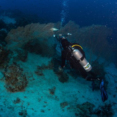 dalgıç sualtı görünümünü Red sea, Mısır resif üzerinde