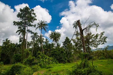 bahar, Tayland Koh Samui yeşil orman
