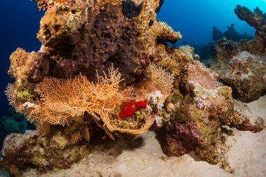 Kızıldeniz, Sharm El Sheikh, Mısır'daki güzel mercan Bahçe