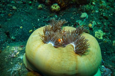 Mercan, Bali Adası üzerinde palyaço balığı