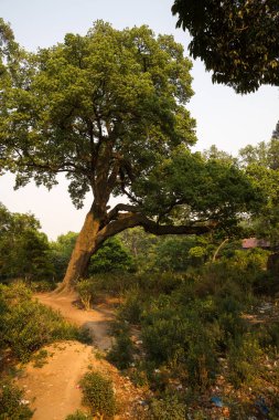 Kathmandu Pashupatinath Tapınağı. Nepal.