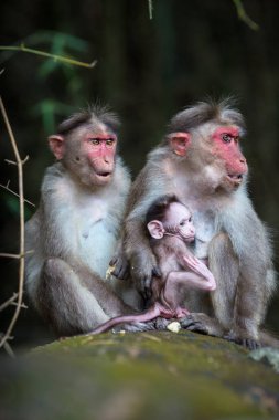Maymunları ormanın içinde oturan ailesi