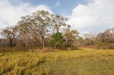 doğal görünümünü tarihi: Hindistan eyaleti