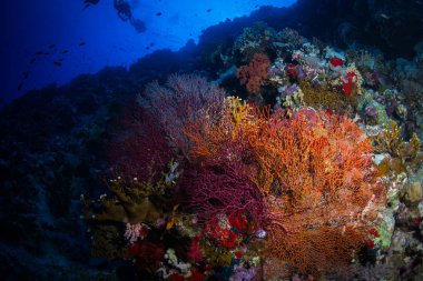 Kızıldeniz, Sharm El Sheikh, Mısır'daki güzel mercan Bahçe