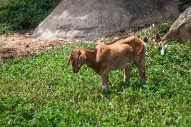 Arjuna's kefaret, Mahabalipuram, Tamil Nadu, Hindistan