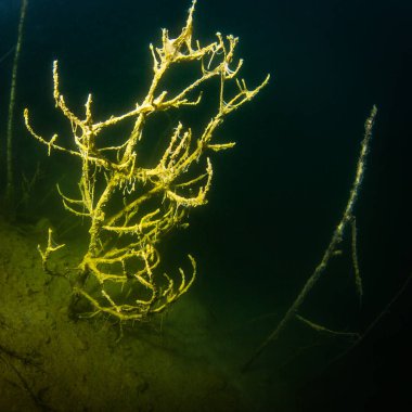 Ukrayna nehrin dibini doğası