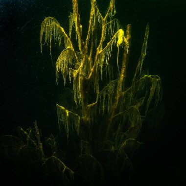 Ukrayna nehrin dibini doğası