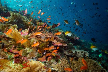Komodo Ulusal Parkı, Endonezya resif üzerinde güzel mercan