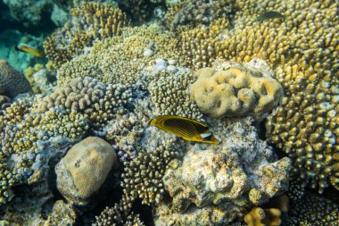 güzel butterflyfish mercan Kızıldeniz, Sharm El Sheikh, Mısır'ın üzerinde