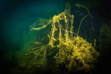 Ukrayna nehrin dibini doğası