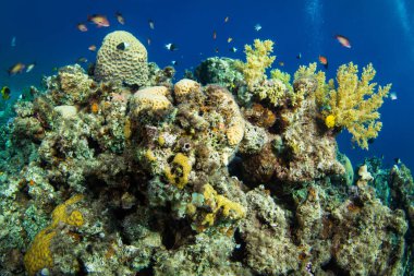 Kızıldeniz, Sharm El Sheikh, Mısır'daki güzel mercan Bahçe