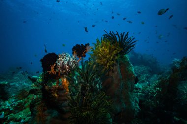 Bali, Endonezya mercan bahçe güzel sualtı görünümü