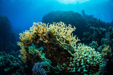 Kızıldeniz, Sharm El Sheikh, Mısır'daki güzel mercan Bahçe
