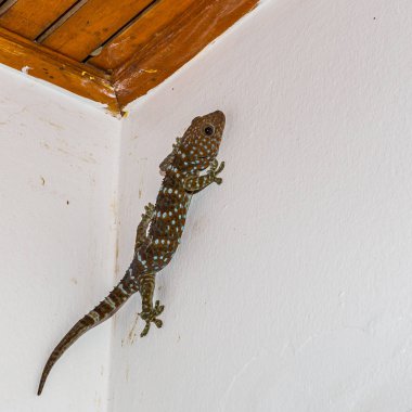 Tayland beyaz duvar kertenkele