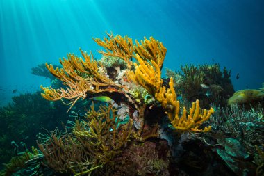 Komodo Ulusal Parkı, Endonezya resif üzerinde güzel mercan