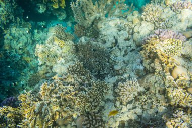 güzel mercanlar Kızıldeniz, Sharm El Sheikh, Mısır