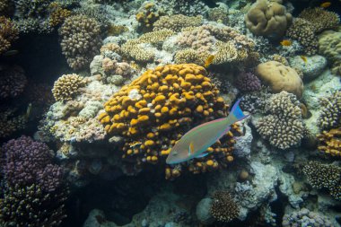 Rusty papağan balık red Sea'deki/daki güzel mercan resif üzerinde