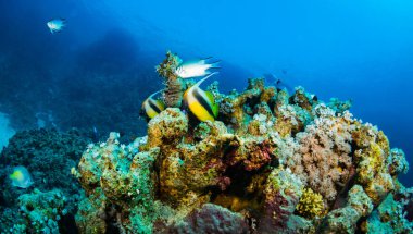 Butterflyfish sualtı görünümünü Red Sea'deki/daki güzel resif üzerinde