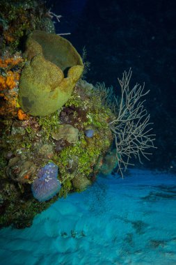 okyanus flora ve fauna Bali, Endonezya sualtı çekimi