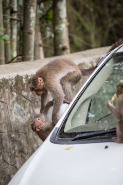 Bir şehir cadde otomobili maymunlar
