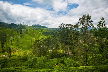 güzel yeşil tarım çay plantasyon Sri Lanka