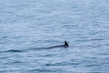 deniz manzarası ve hayvanların gündüz görünümü 