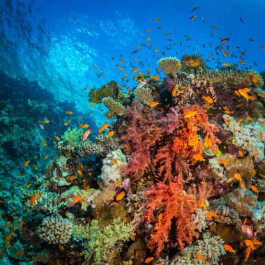 Kızıldeniz, Sharm El Sheikh, Mısır'daki mercan bahçe güzel renkli