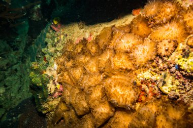 Koh Tao Island, Tayland yakınındaki güzel mercan