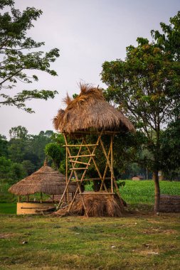 Doğal görünümü güzel manzara ile flora ve fauna Chitwan, Nepal 