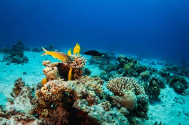 Tropikal balıklar Kızıldeniz, Sharm El Sheikh, Mısır'daki güzel mercan bahçe üzerinde