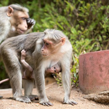 Aile maymun bir Hint rezerv