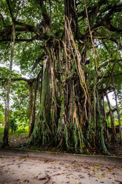 Maldivler Adaları tatil sırasında gevşeme
