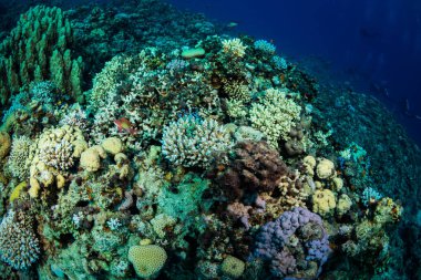 Kızıldeniz, Sharm El Sheikh, Mısır'daki mercan bahçe güzel renkli