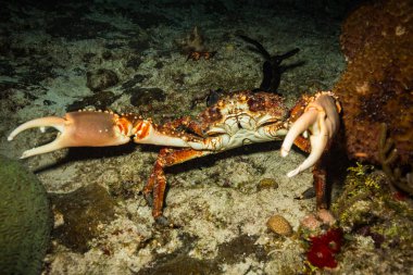 Yengeç sualtı görünümünü Karayip Denizi Resifi'nde Cozumel üzerinde