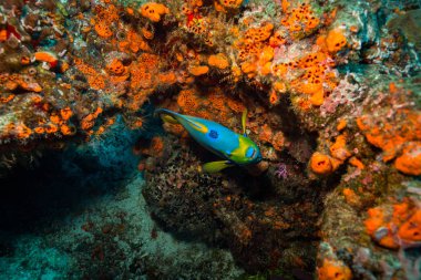 okyanus flora ve fauna Bali, Endonezya sualtı çekimi