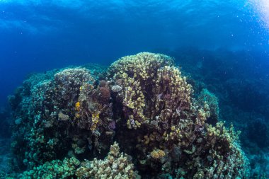 Tropikal balık coral reef Kızıldeniz, Sharm el Sheikh, Mısır arka plan üzerinde