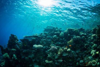 Tropikal balıklar Kızıldeniz, Sharm El Sheikh, Mısır'daki güzel mercan bahçe üzerinde