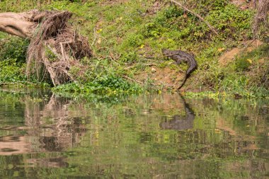 Timsah Chitwan Milli Parkı içinde