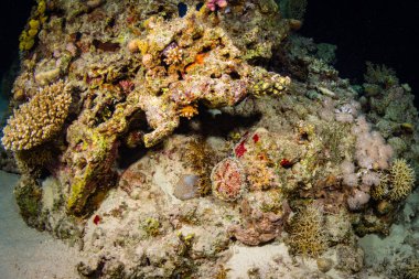 Sharm El-Sheikh, Mısır'daki güzel şeffaf deniz sualtı görünümü